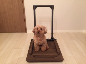 Foot bath carry cart with Lion