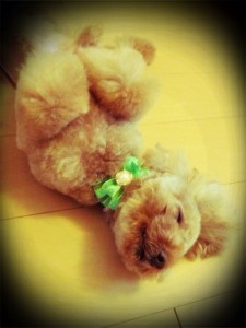 sleeping Lion3